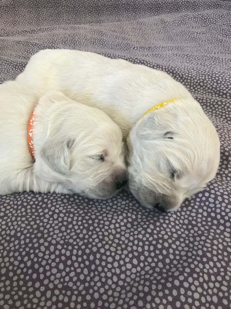 Les babychoux de Poona du Domaine des Sources Dorées